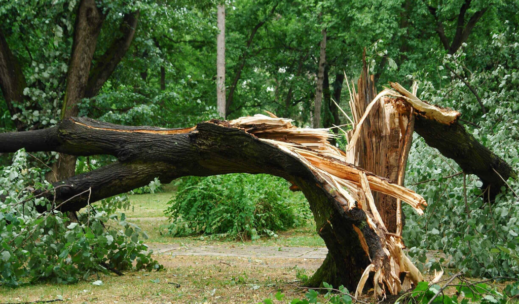 Fallen Trees: What trees can be cut down without permission?