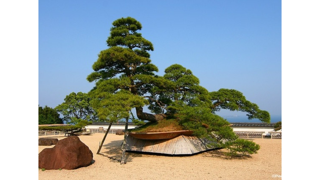 biggest old bonsai in the world