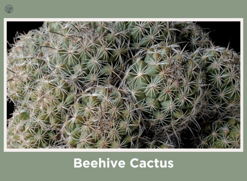 Beehive Cactus
