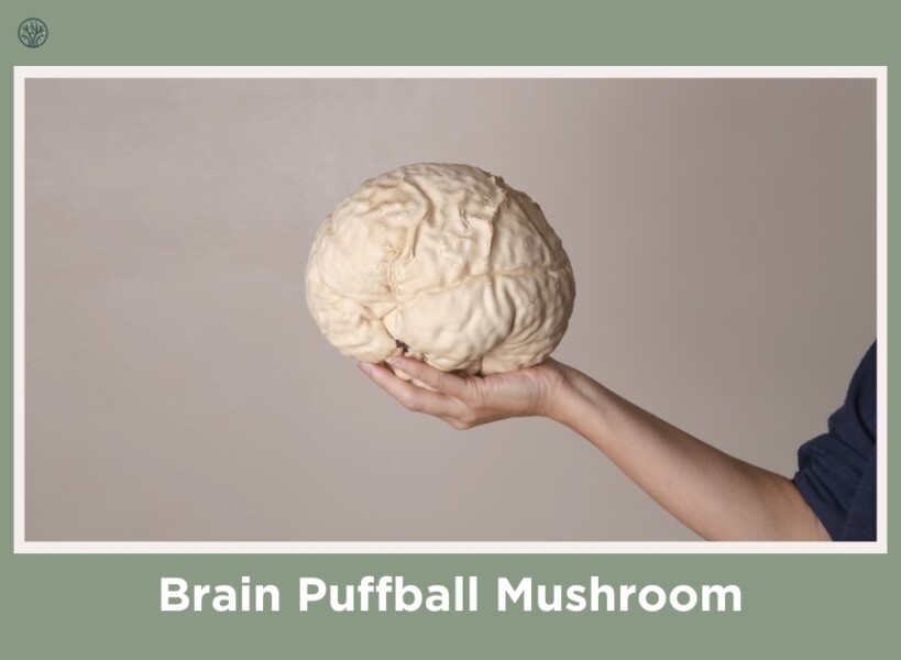Brain Puffball Mushroom