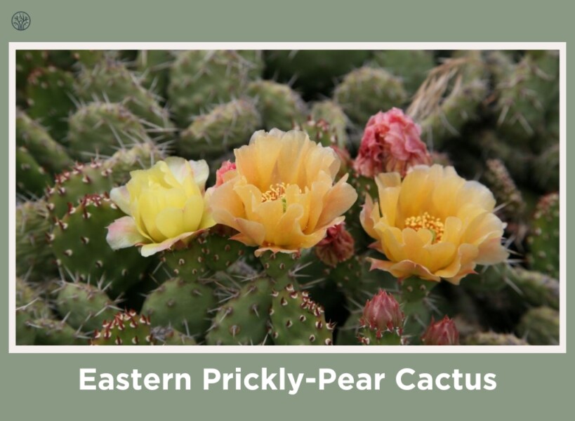 Brittle Prickly-Pear Cactus