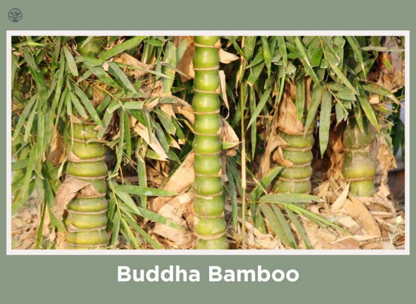 Buddha Bamboo