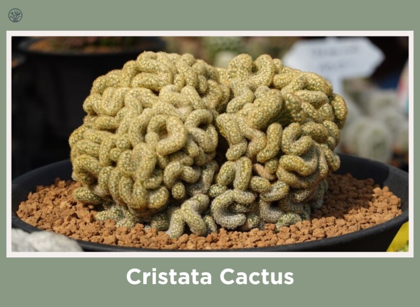 Cristata Cactus