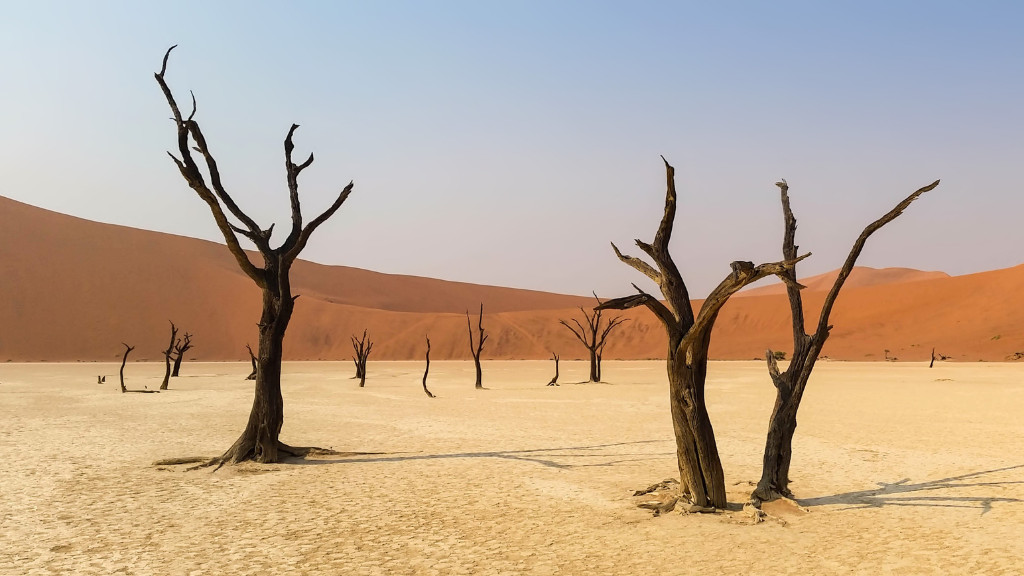 Desert Ironwood Trees