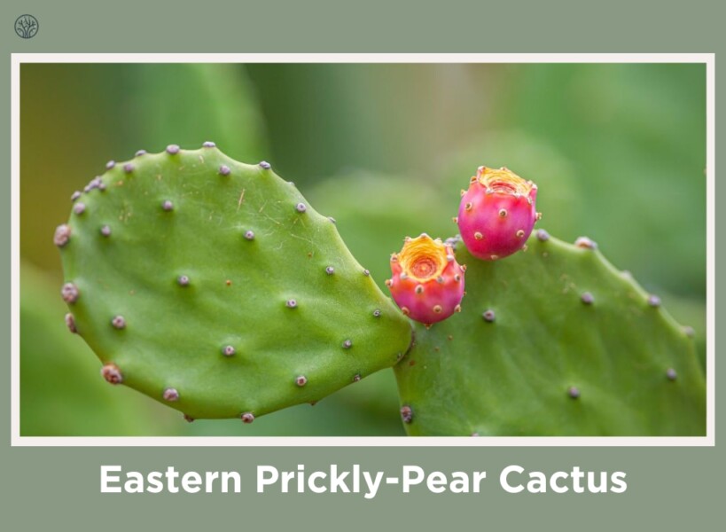 Eastern Prickly-Pear Cactus