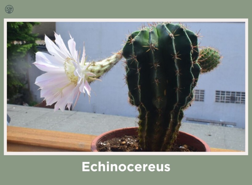 Echinocereus