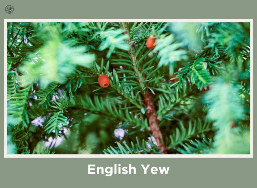 English Yew