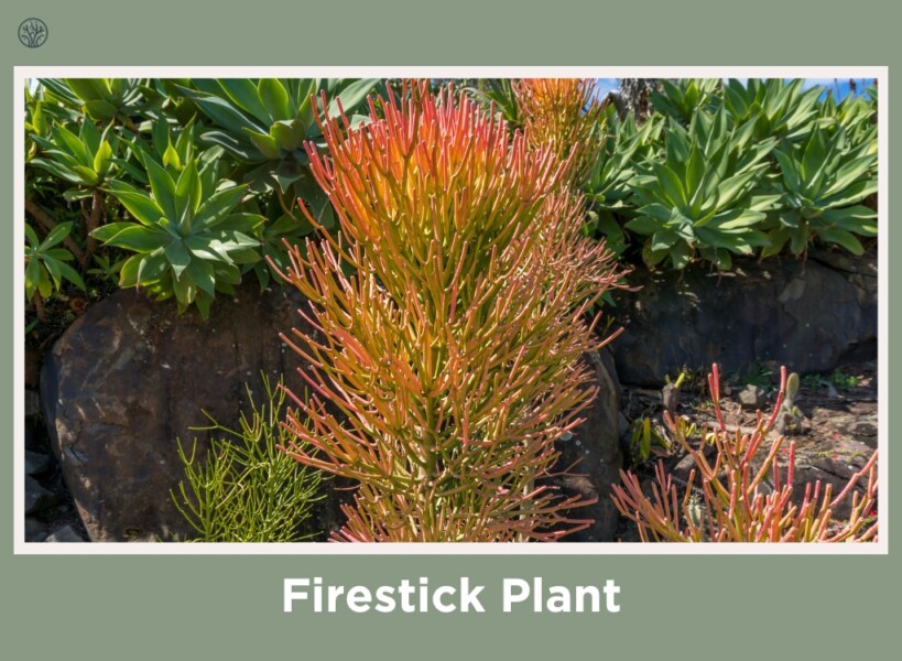 Firestick Plant