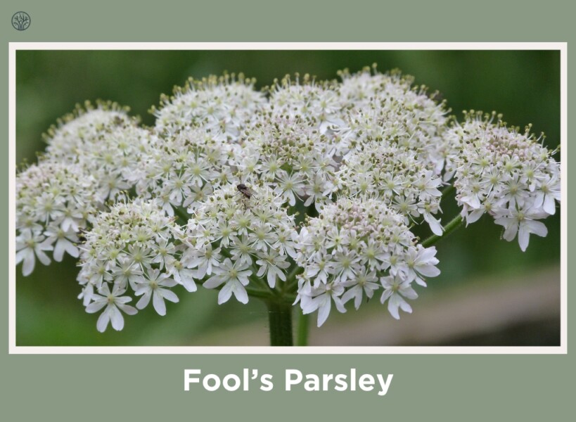 Fool’s Parsley