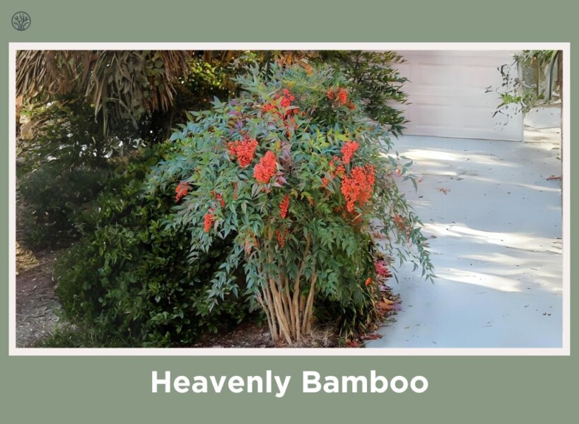 Heavenly Bamboo