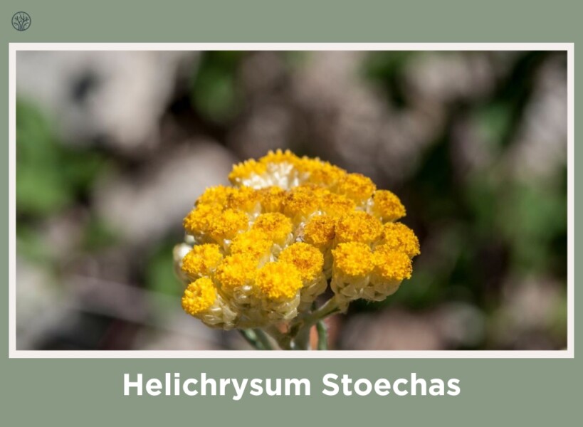 Helichrysum Stoechas