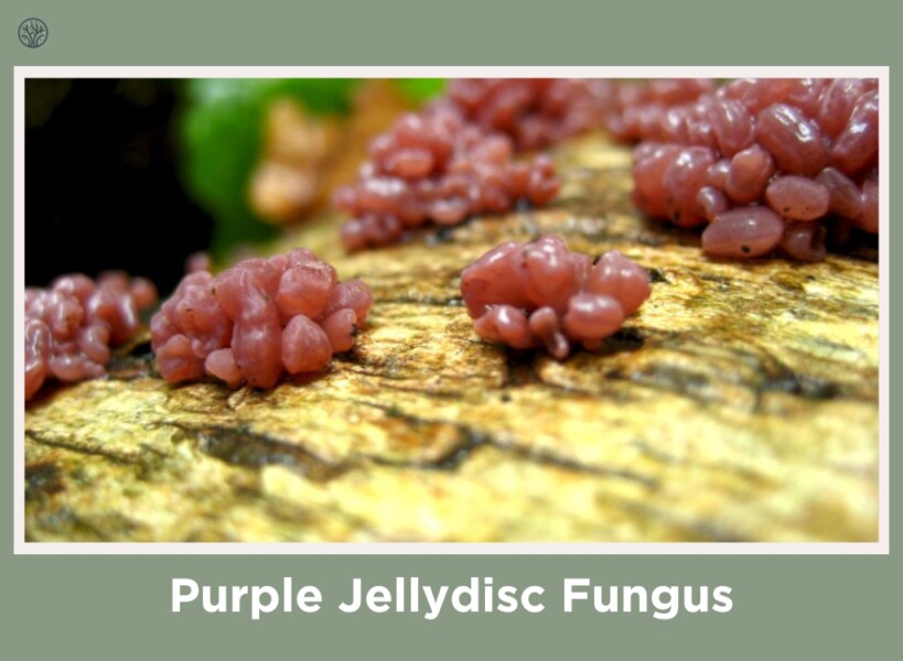 Purple Jellydisc Fungus
