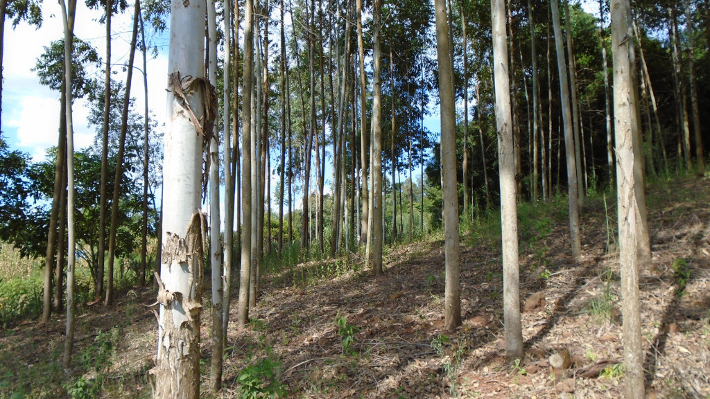 Smooth Bark Eucalyptus Trees