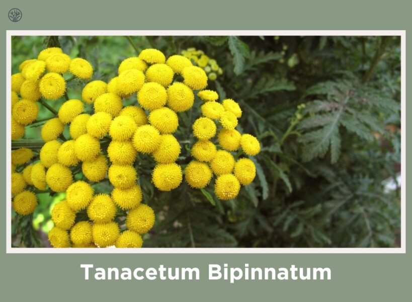 Tanacetum Bipinnatum