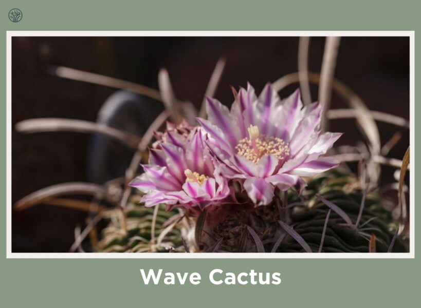 Wave Cactus