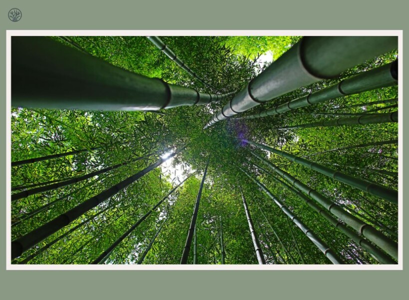 bamboo height