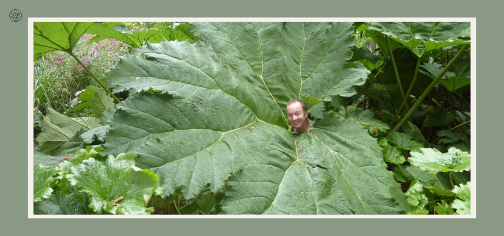 biggest leaf in the world