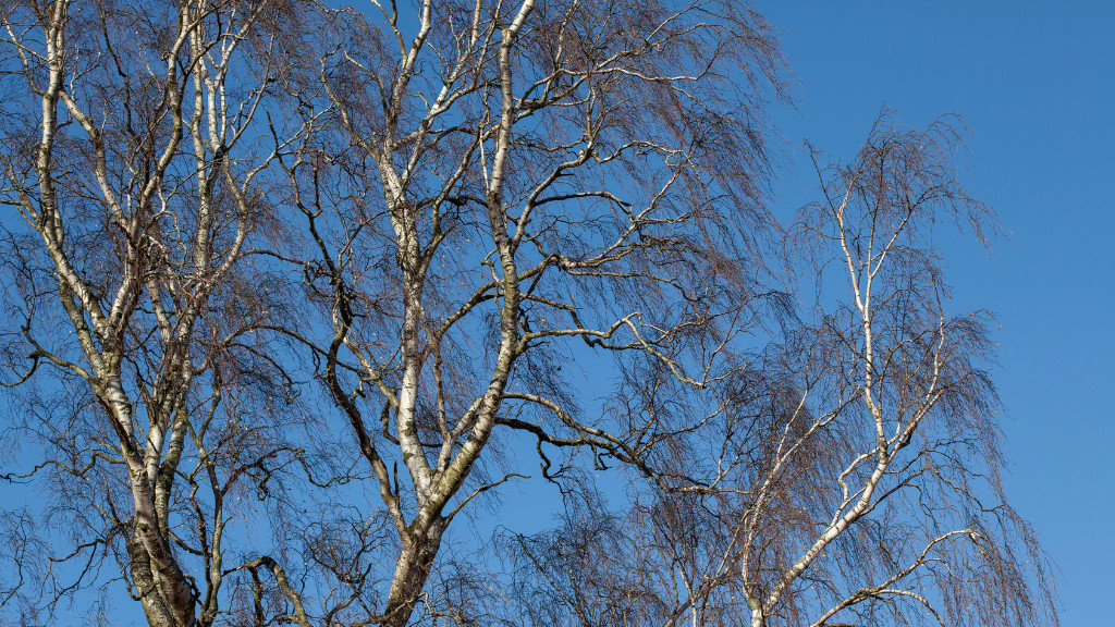 birch Tree without leaves