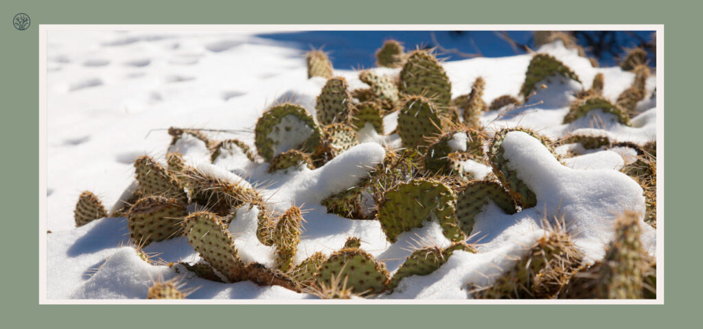 can cactus survive winter
