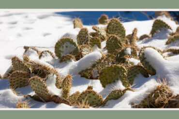 can cactus survive winter