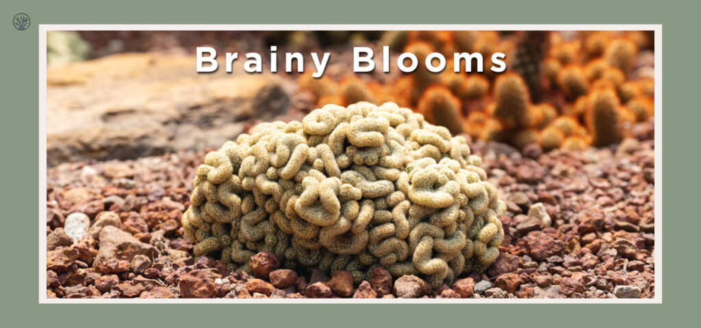 flowers that looks like a brain