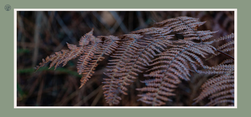 how cold can Boston fern tolerate