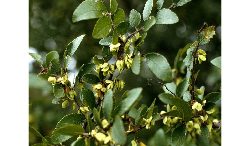 Cedar Elm (Ulmus crassifolia)