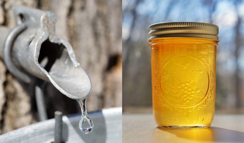 Is tree sap edible? Maple syrup use