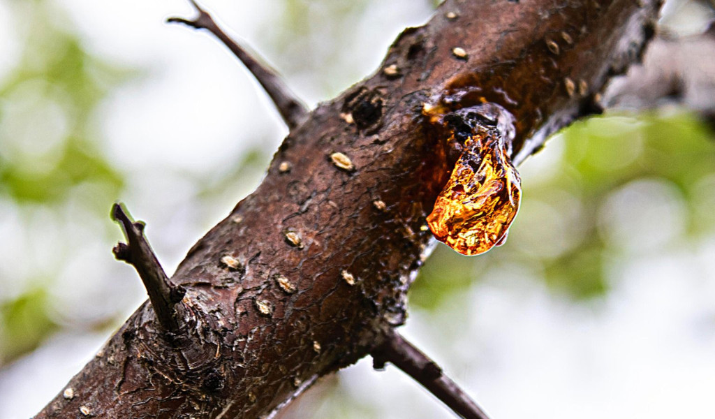 Pine sap is flammable.
