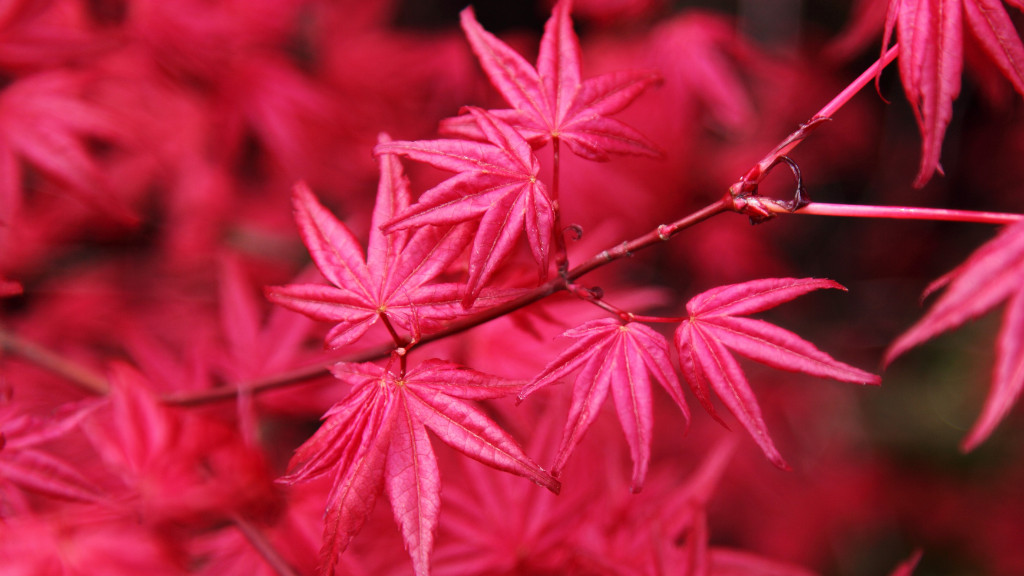 japanese maple pink leaves