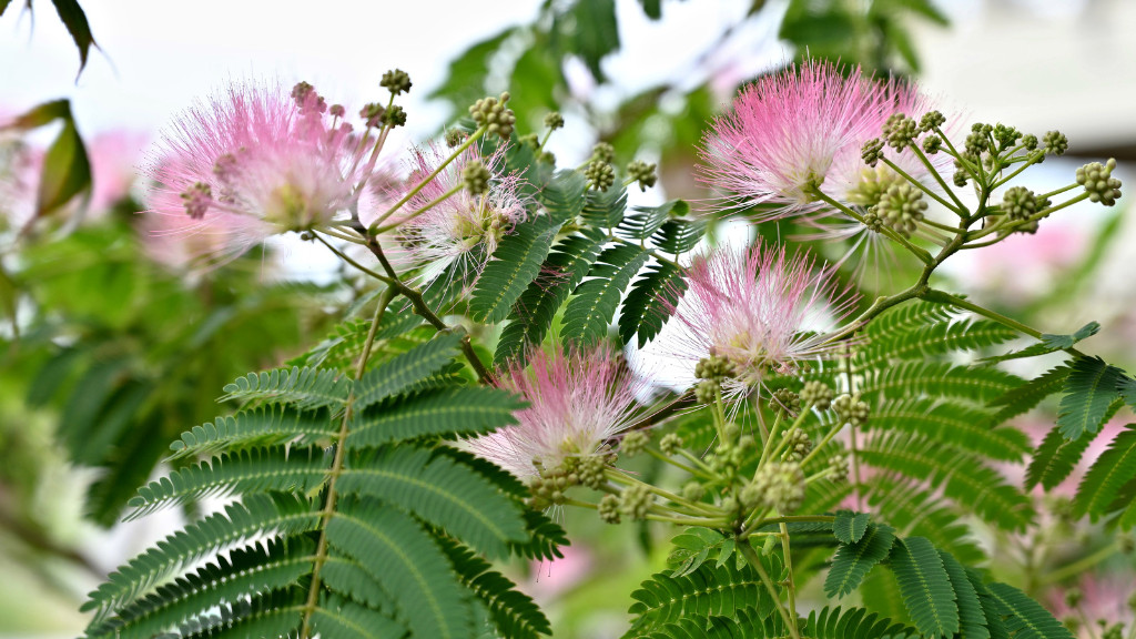 mimosa trees