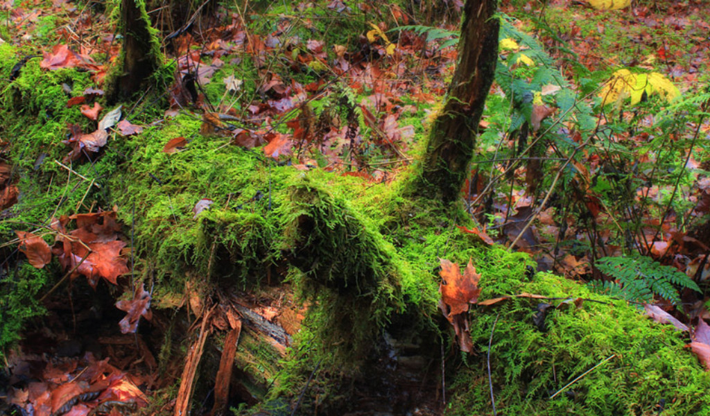 Moss benefits from dead leaves.