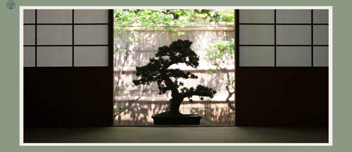 oldest bonsai tree in the world