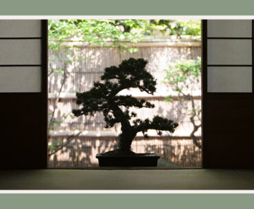 oldest bonsai tree in the world