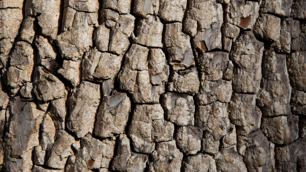 what does a persimmon tree bark look like?