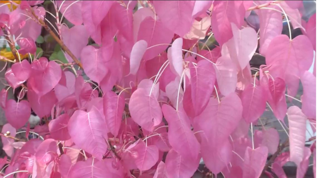 pink bodhi tree