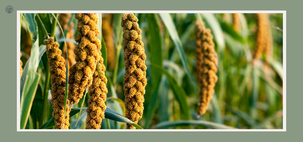 6 Plants That Look Like Corn Stalks