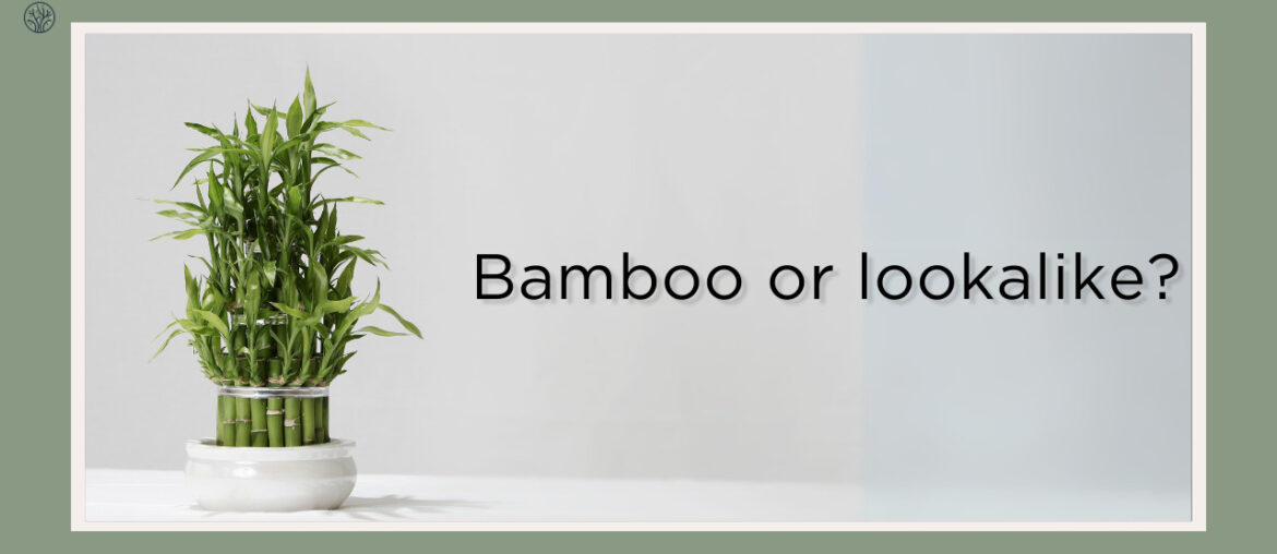 plants that look like bamboo
