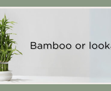 plants that look like bamboo