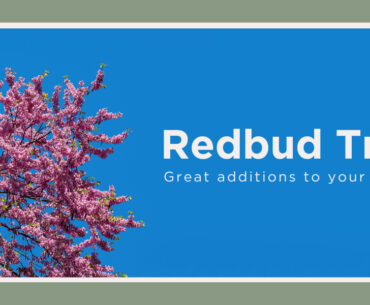pros and cons of redbud trees