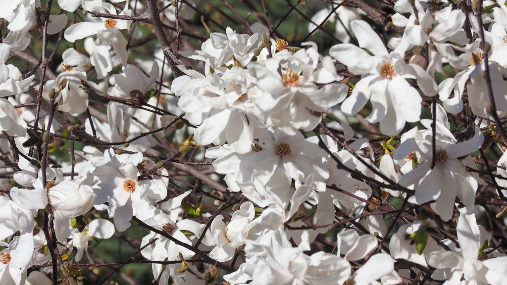 sweetbay magnolia
