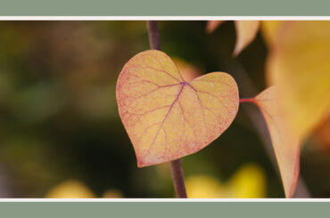 tree with heart shaped leavestree with heart shaped leaves