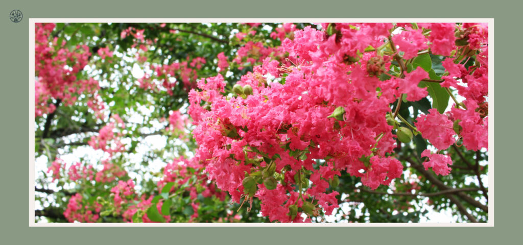 tree with pink leaves
