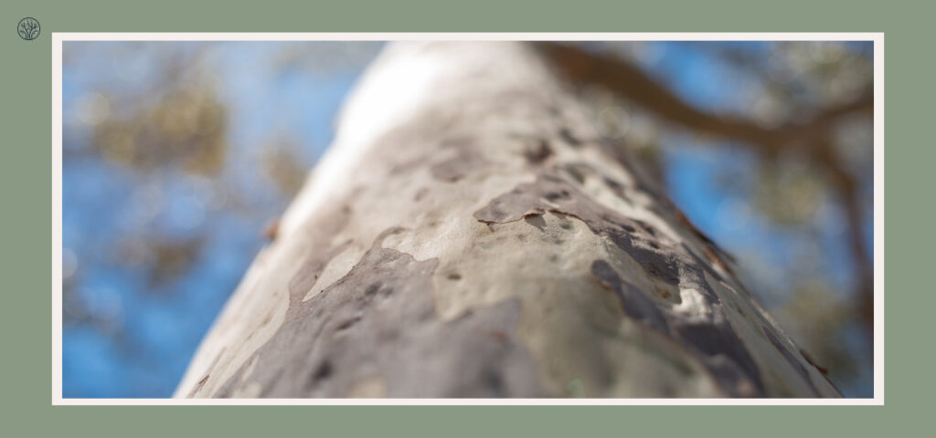 tree with smooth gray bark