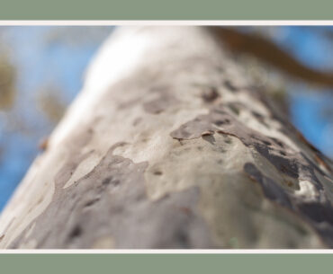 tree with smooth gray bark