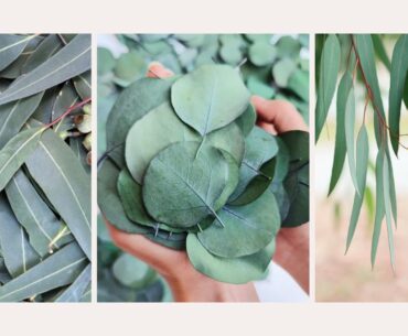 types of eucalyptus leaves