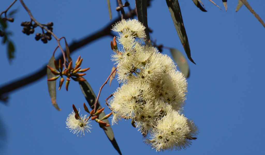 Brown Mallet – Eucalyptus Astringents