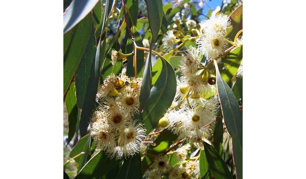 Blue-Leaved Mallee – Eucalyptus Polybractea