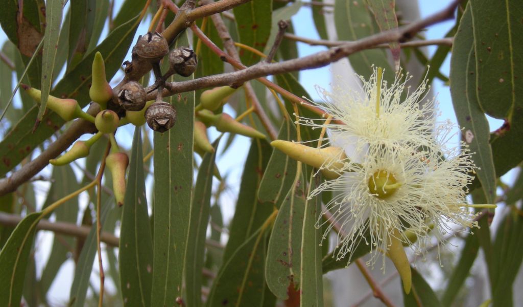 types of eucalyptus leaves - flowers