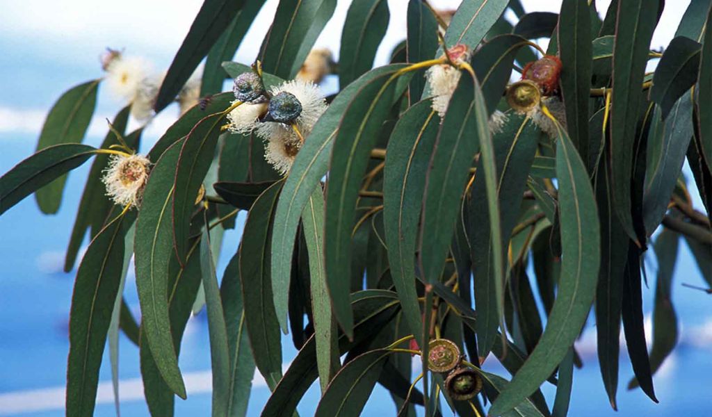 Southern Blue Gum – Eucalyptus Globulus